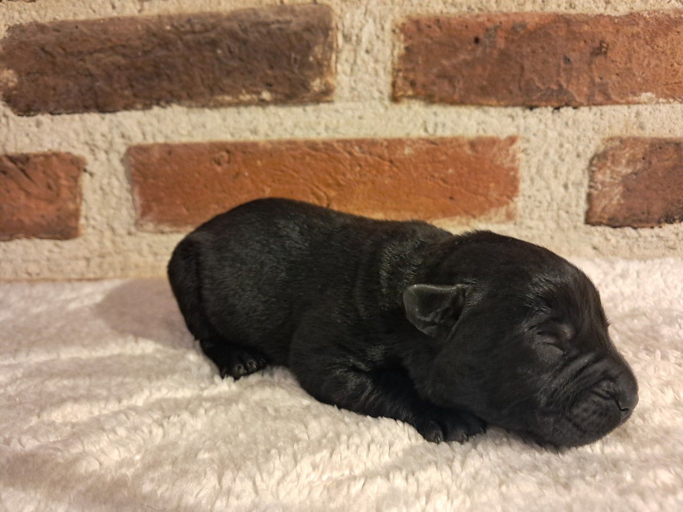 Du Domaine L'etang d'Arringes - Labrador Retriever - Portée née le 12/01/2026