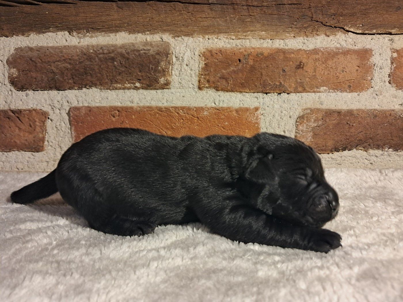 Du Domaine L'etang d'Arringes - Chiots disponibles - Labrador Retriever