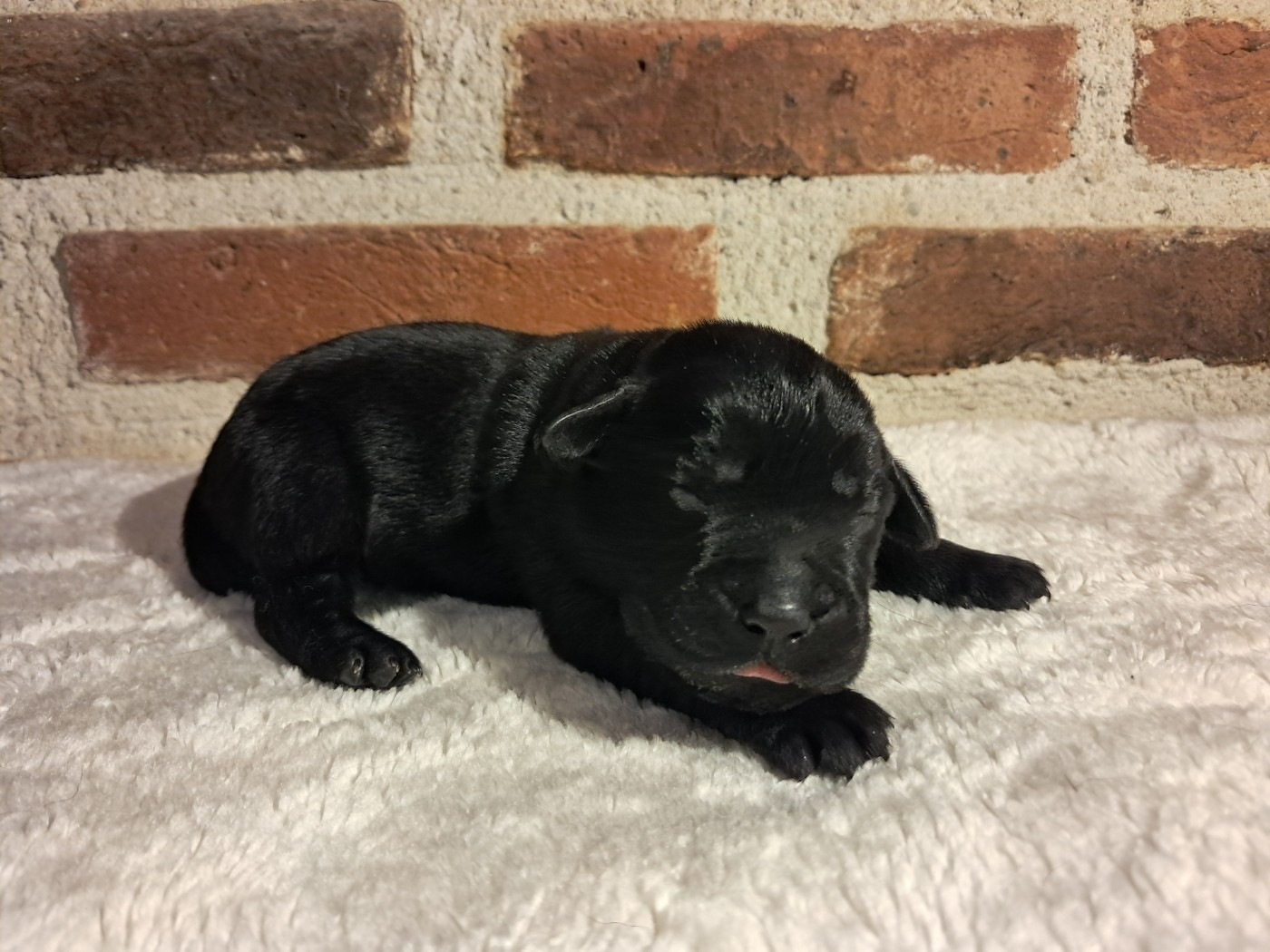 Du Domaine L'etang d'Arringes - Chiots disponibles - Labrador Retriever