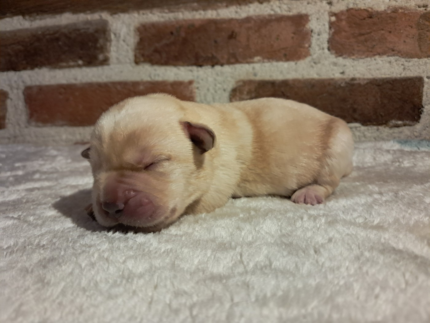 Du Domaine L'etang d'Arringes - Chiots disponibles - Labrador Retriever