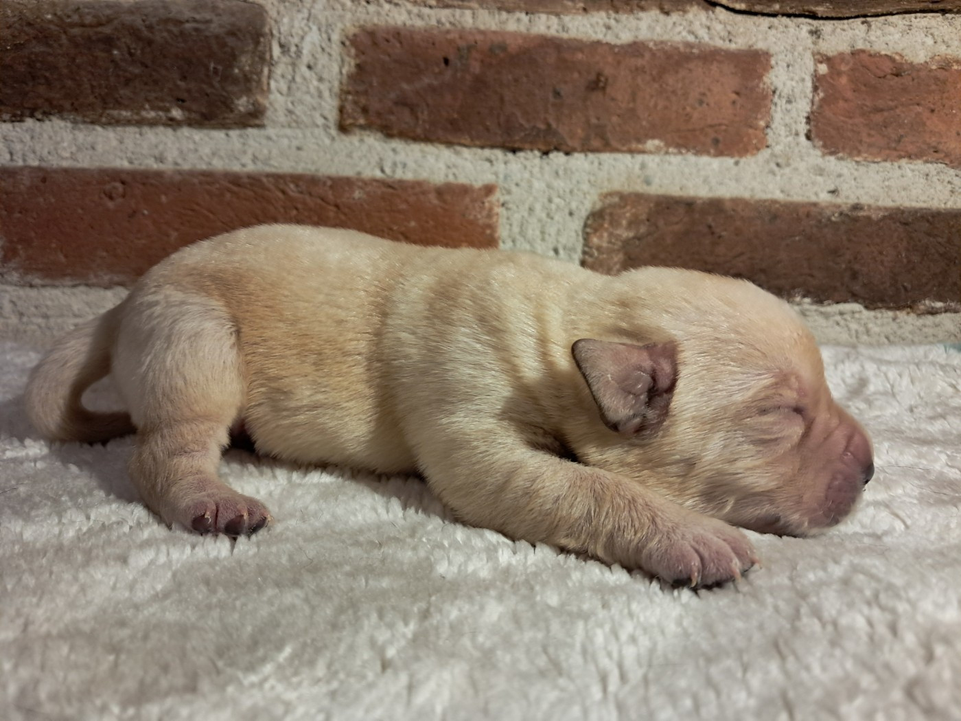 Du Domaine L'etang d'Arringes - Chiots disponibles - Labrador Retriever