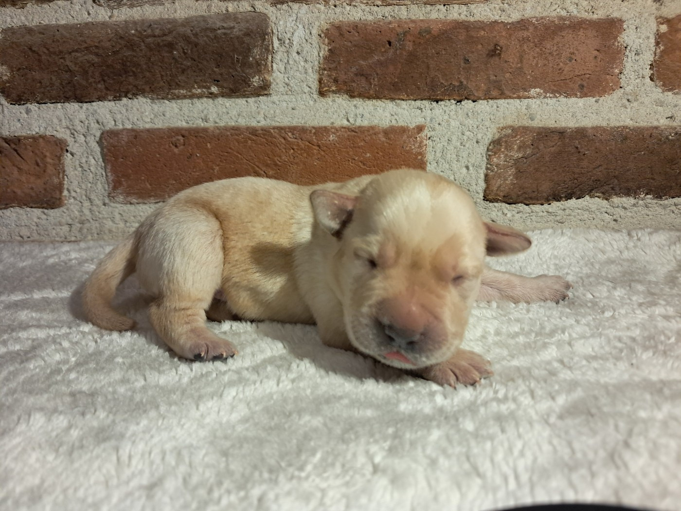 Du Domaine L'etang d'Arringes - Chiots disponibles - Labrador Retriever