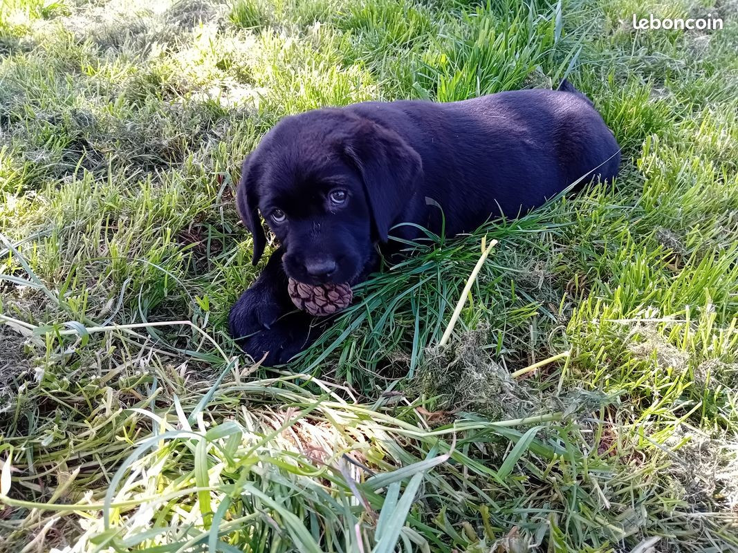 Du Domaine L'etang d'Arringes - Chiots disponibles - Labrador Retriever