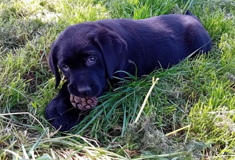Du Domaine L'etang d'Arringes - Chiots disponibles - Labrador Retriever