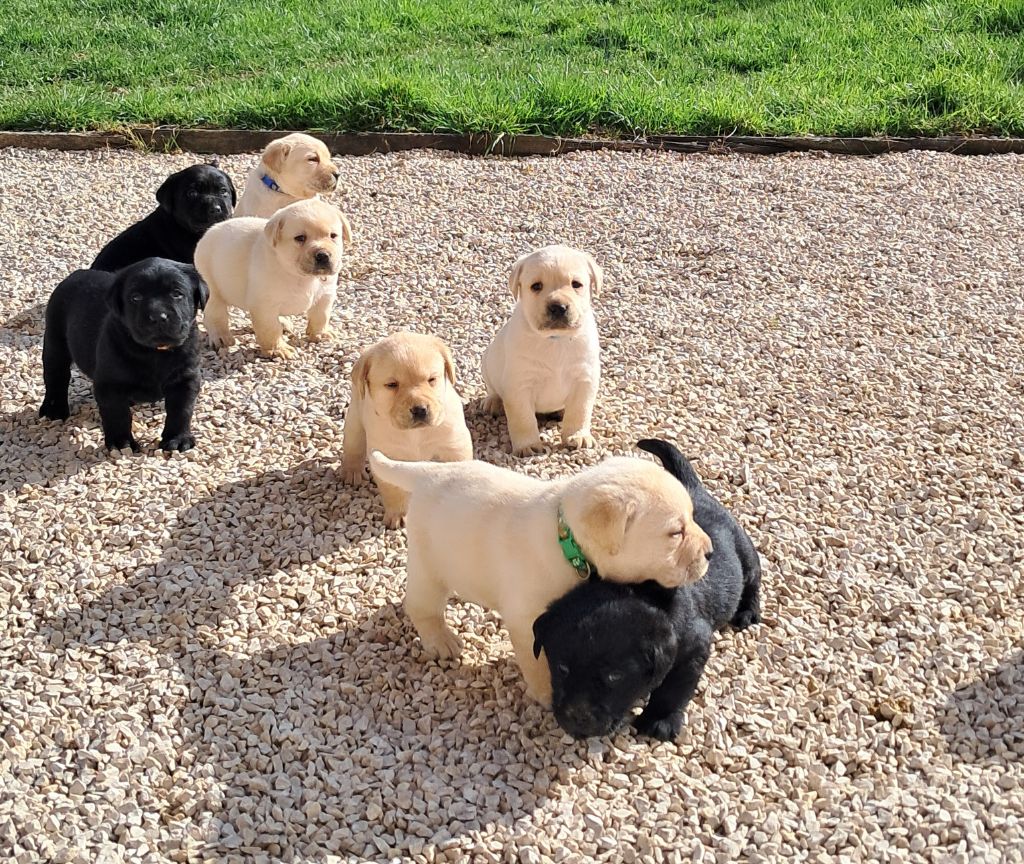 Chiot Labrador Retriever Du Domaine L'etang d'Arringes