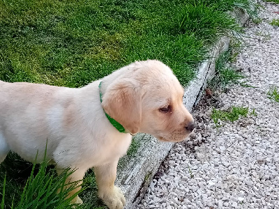 ASLAN 